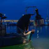 La pesca inizia quando non siamo ancora usciti dal porticciolo. Giuseppe a poppa si posiziona accanto alla lampara accesa...